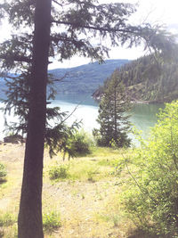 Scenic view of lake in forest