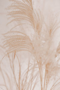 Natural background with pampas grass. dried soft plants, cortaderia selloana. dry grass, boho style