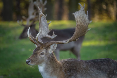animal