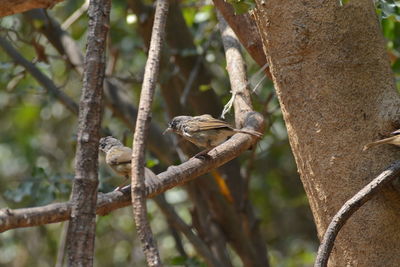 Close-up of bird perching on tree