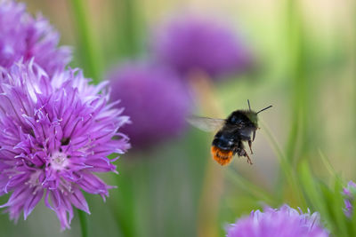 Close-up of butterfly pollinating on purple flower