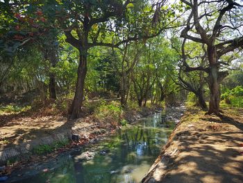 Trees growing by river in forest