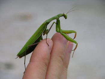 Close-up of grasshopper on fingers