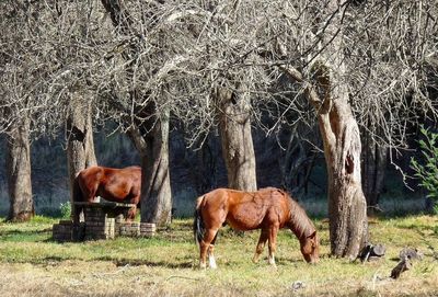 Horses grazing in a field