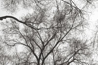 Low angle view of bare trees against sky during winter