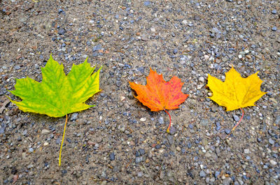 High angle view of maple leaves on road