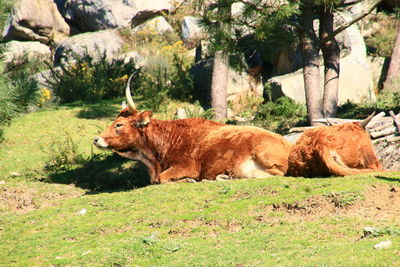 Lion relaxing on grass