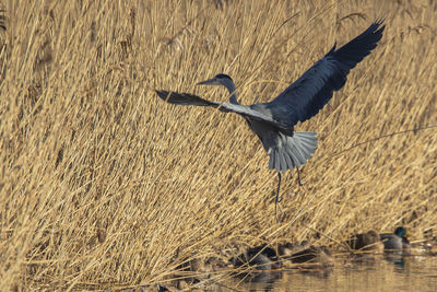 A close-up of a grey heron landing in the reed undergrowth on a lake 