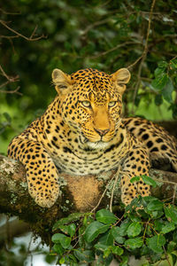 Leopard lies on lichen-covered branch looking down
