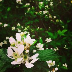 Close-up of white flowers blooming on tree