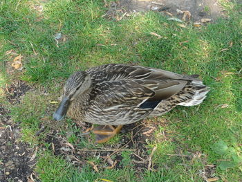 High angle view of bird on field