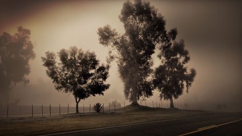 Trees against sky