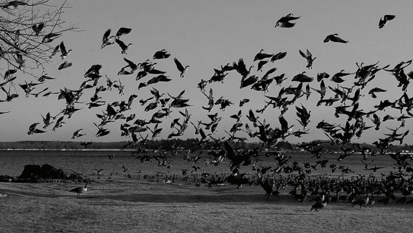 BIRDS FLYING OVER BEACH AGAINST SKY