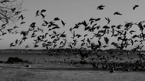 Flock of birds flying over sea against sky