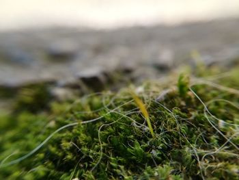 Close up of fresh green grass