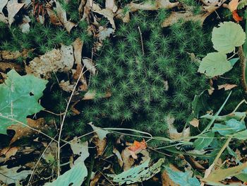 High angle view of dry leaves on field