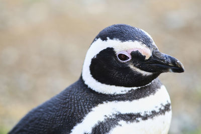 Close-up of a bird looking away