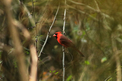 Bird perching on red leaf