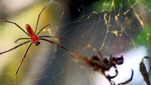 Close-up of spider on web, golden ball spider web