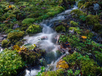 High angle view of waterfall in forest