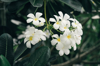 Close-up of white flowering plant