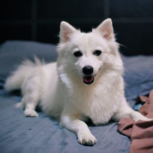 Close-up portrait of puppy