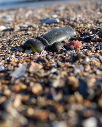 Close-up of crab on sand