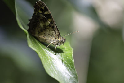 Close-up of butterfly on leaf