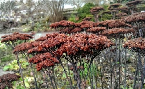 Close-up of plants growing on field