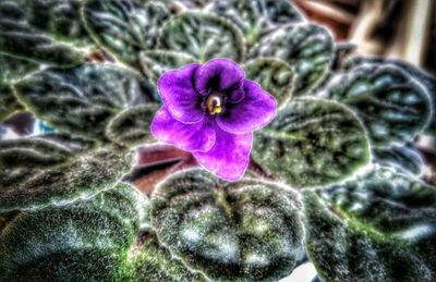 Close-up of purple flowers blooming