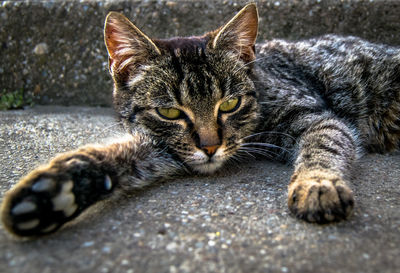 Close-up portrait of cat