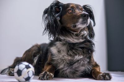 Close-up of dog looking away sitting on floor at home