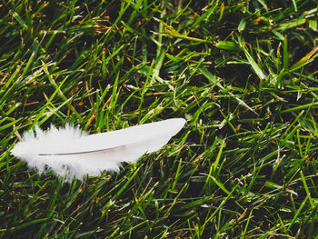 High angle view of feather on field