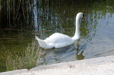 Swan floating on lake