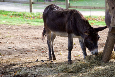 Donkey  grazing in a field