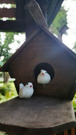 Close up of plant against blurred background