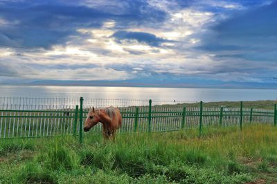 Horse standing on field against sky