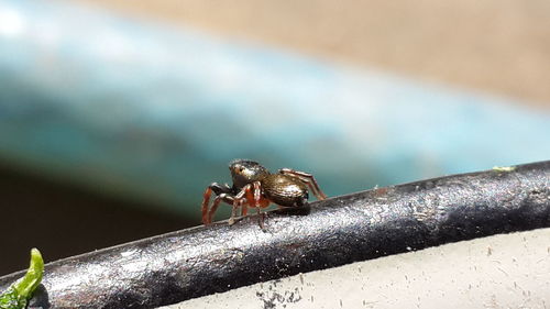 Close-up of insect on metal