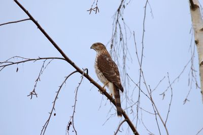 Low angle view of hawk perching on branch