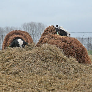 Close-up of sheep on hay against sky