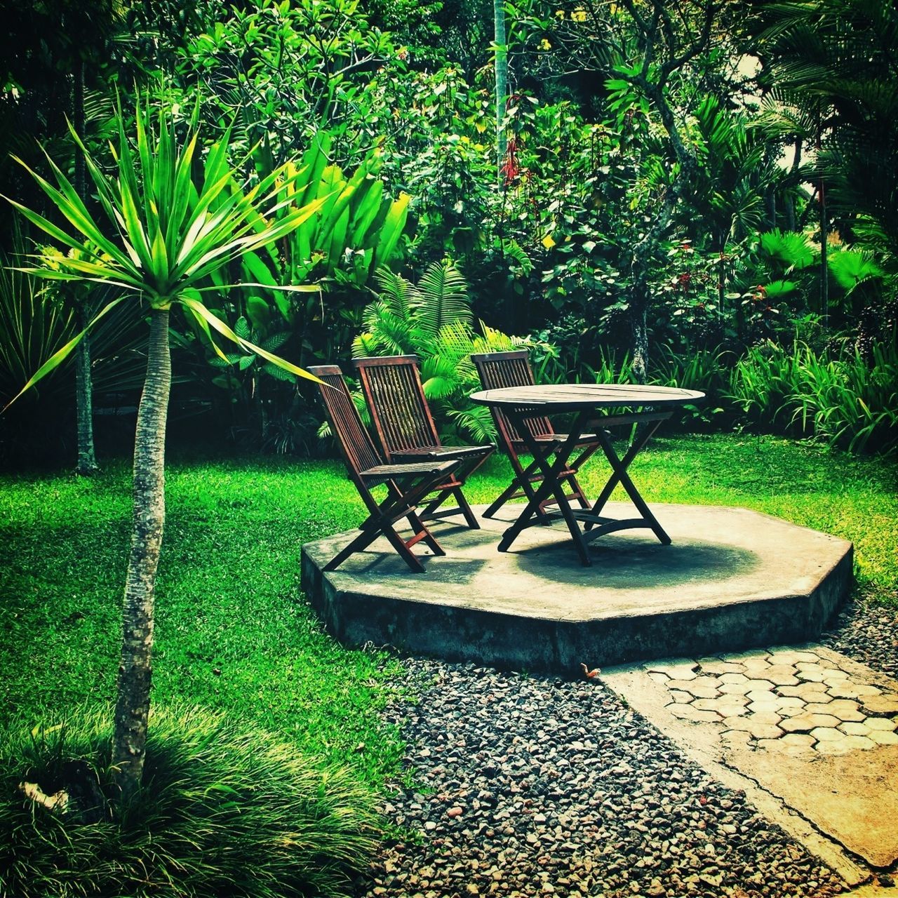 bench, empty, chair, absence, grass, growth, tree, seat, green color, park bench, tranquility, park - man made space, plant, sunlight, nature, shadow, park, table, tranquil scene, day