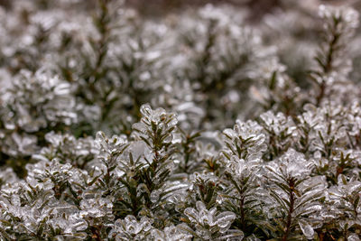 Close-up of white flowering plant