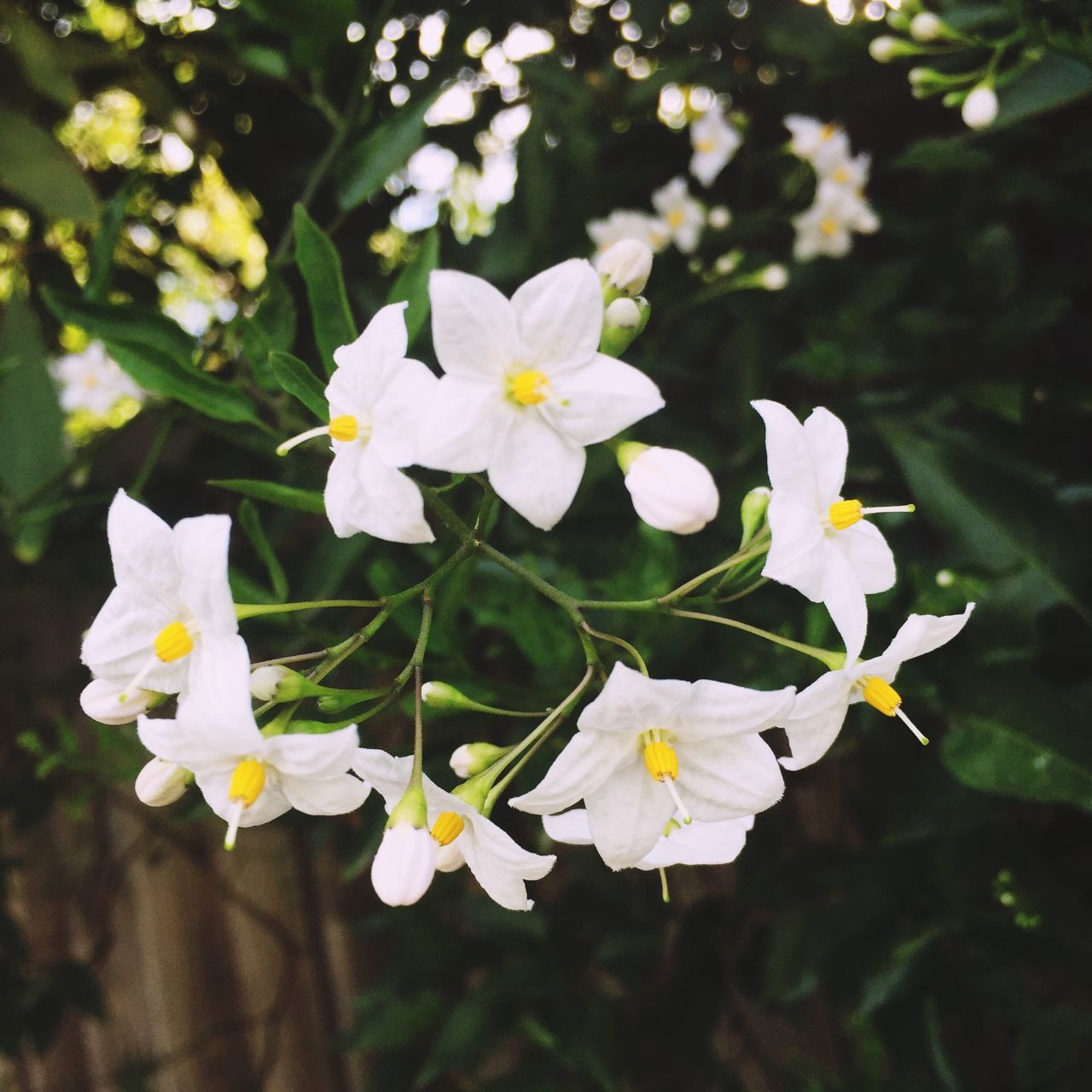 flower, petal, freshness, white color, fragility, growth, flower head, beauty in nature, blooming, nature, focus on foreground, close-up, pollen, in bloom, blossom, plant, white, park - man made space, day, outdoors