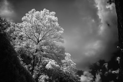 Low angle view of flowering tree against sky