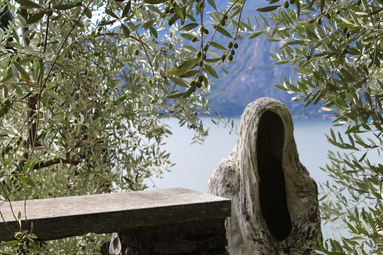 LOW ANGLE VIEW OF TREE TRUNK