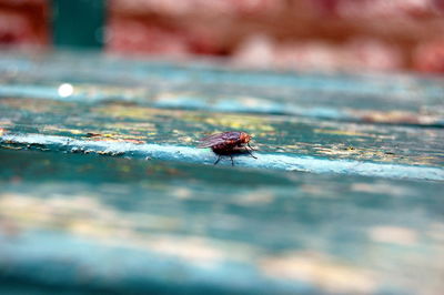 Close-up of spider on web