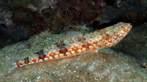 Close-up of fish underwater