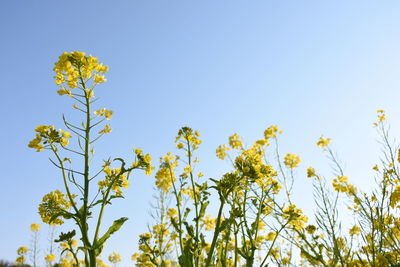 Low angle view of yellow flowering plants against clear sky