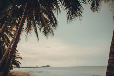 Palm trees on beach against sky