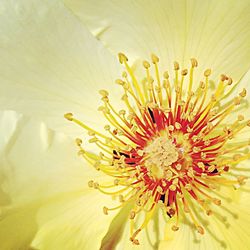 Close-up of yellow flower